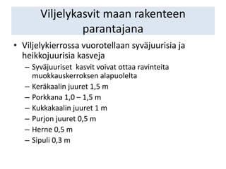 Viljelykasvit maan rakenteen
parantajana
• Viljelykierrossa vuorotellaan syväjuurisia ja
heikkojuurisia kasveja
– Syväjuuriset kasvit voivat ottaa ravinteita
muokkauskerroksen alapuolelta
– Keräkaalin juuret 1,5 m
– Porkkana 1,0 – 1,5 m
– Kukkakaalin juuret 1 m
– Purjon juuret 0,5 m
– Herne 0,5 m
– Sipuli 0,3 m
 