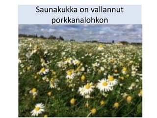 Saunakukka on vallannut
porkkanalohkon
 