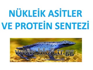 Nükleik asitler ve protein sentezi