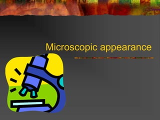 Microscopic appearance
 