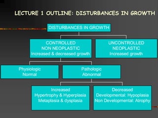 Physiologic
Normal
Increased
Hypertrophy & Hyperplasia
Metaplasia & dysplasia
Decreased
Developmental: Hypoplasia
Non Developmental: Atrophy
Pathologic
Abnormal
CONTROLLED
NON NEOPLASTIC
Increased & decreased growth
UNCONTROLLED
NEOPLASTIC
Increased growth
DISTURBANCES IN GROWTH
LECTURE 1 OUTLINE: DISTURBANCES IN GROWTH
 