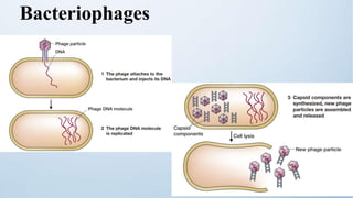 Bacteriophages
 