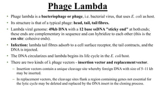 • Phage lambda is a bacteriophage or phage, i.e. bacterial virus, that uses E. coli as host.
• Its structure is that of a typical phage: head, tail, tail fibres.
• Lambda viral genome: 49kb DNA with a 12 base ssDNA "sticky end" at bothends;
these ends are complementary in sequence and can hybridize to each other (this is the
cos site: cohesive ends).
• Infection: lambda tail fibres adsorb to a cell surface receptor, the tail contracts, and the
DNA is injected.
• The DNA circularizes and lambda begins its life cycle in the E. colihost.
• There are two kinds of λ phage vectors - insertion vector and replacement vector.
– Insertion vectors contain a unique cleavage site whereby foreign DNA with size of 5–11 kb
may be inserted.
– In replacement vectors, the cleavage sites flank a region containing genes not essential for
the lytic cycle may be deleted and replaced by the DNA insert in the cloning process.
Phage Lambda
 
