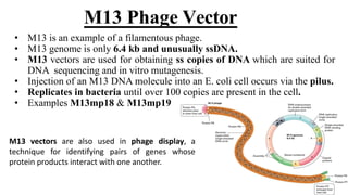 • M13 is an example of a filamentous phage.
• M13 genome is only 6.4 kb and unusually ssDNA.
• M13 vectors are used for obtaining ss copies of DNA which are suited for
DNA sequencing and in vitro mutagenesis.
• Injection of an M13 DNA molecule into an E. coli cell occurs via the pilus.
• Replicates in bacteria until over 100 copies are present in the cell.
• Examples M13mp18 & M13mp19
M13 Phage Vector
M13 vectors are also used in phage display, a
technique for identifying pairs of genes whose
protein products interact with one another.
 