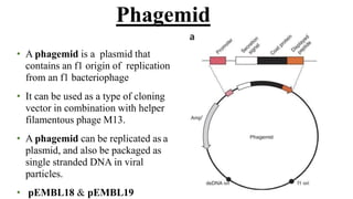 • A phagemid is a plasmid that
contains an f1 origin of replication
from an f1 bacteriophage
• It can be used as a type of cloning
vector in combination with helper
filamentous phage M13.
• A phagemid can be replicated as a
plasmid, and also be packaged as
single stranded DNA in viral
particles.
• pEMBL18 & pEMBL19
Phagemid
 