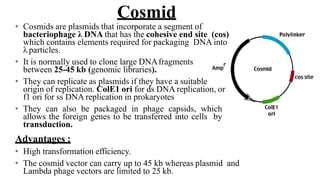 • Cosmids are plasmids that incorporate a segment of
bacteriophage λ DNA that has the cohesive end site (cos)
which contains elements required for packaging DNA into
λ particles.
• It is normally used to clone large DNAfragments
between 25-45 kb (genomic libraries).
• They can replicate as plasmids if they have a suitable
origin of replication. ColE1 ori for ds DNA replication, or
f1 ori for ss DNA replication in prokaryotes
• They can also be packaged in phage capsids, which
allows the foreign genes to be transferred into cells by
transduction.
Advantages :
• High transformation efficiency.
• The cosmid vector can carry up to 45 kb whereas plasmid and
Lambda phage vectors are limited to 25 kb.
Cosmid
 