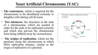 • The centromere, which is required for the
chromosome to be distributed correctly to
daughter cells during cell division.
• Two telomeres, the structures at the ends
of a chromosome, which are needed in
order for the ends to be replicated correctly
and which also prevent the chromosome
from being nibbled away by exonucleases.
• The origins of replication, which are the
positions along the chromosome at which
DNA replication initiates, similar to the
origin of replication of a plasmid.
Yeast Artificial Chromosome (YAC)
 