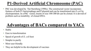 • PAC was developed by Nat Sternberg (1990s). The constructed vector incorporates
features of both P1 bacteriophage and F
ʹ plasmid and can be transformed into E.coli by
electroporation. In a PAC vector, inserts of size 100-300 kb can be cloned. It is devoid of
problem such as instability of cloned DNA.
Advantages of BACs compared to YACs
• Stable
• Ease to transformation
• Speed of growth of E. coli host
• Simpler to purify
• More user friendly
• They are helpful in the development of vaccines
P1-Derived Artificial Chromosome (PAC)
 