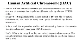 • Human artificial chromosome (HAC) is a microchromosome that can act
as a new chromosome in a population of human cells e.g. (human HT1080
cells).
• roughly 6–10 megabases (Mb) in size instead of 50–250 Mb for natural
chromosomes, and able to carry new genes introduced by human
researchers.
• It is a tool for expression studies and determining human chromosome
function and can carry very large DNA fragments.
• HACs differ in this regard, as they are entirely separate chromosomes. This
separation from existing genetic material assumes that no insertional mutants
would arise
Human Artificial Chromosome (HAC)
 