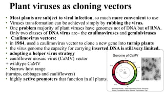 • Most plants are subject to viral infection, so much more convenient to use
• Viruses transformation can be achieved simply by rubbing the virus.
• One problem majority of plant viruses have genomes not of DNA but of RNA.
Only two classes of DNA virus are– the caulimoviruses and geminiviruses
• Caulimovirus vectors:
• in 1984, used a caulimovirus vector to clone a new gene into turnip plants
• the virus genome the capacity for carrying inserted DNA is still very limited.
• adopting a helper virus strategy
• cauliflower mosaic virus (CaMV) vector
+ wildtype CaMV
• Narrow host range
(turnips, cabbages and cauliflowers)
• highly active promoters that function in all plants.
Plant viruses as cloning vectors
 