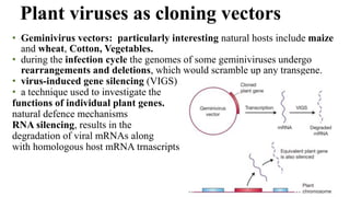 • Geminivirus vectors: particularly interesting natural hosts include maize
and wheat, Cotton, Vegetables.
• during the infection cycle the genomes of some geminiviruses undergo
rearrangements and deletions, which would scramble up any transgene.
• virus-induced gene silencing (VIGS)
• a technique used to investigate the
functions of individual plant genes.
natural defence mechanisms
RNA silencing, results in the
degradation of viral mRNAs along
with homologous host mRNA trnascripts
Plant viruses as cloning vectors
 