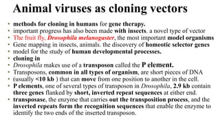 • methods for cloning in humans for gene therapy.
• important progress has also been made with insects. a novel type of vector
• The fruit fly, Drosophila melanogaster, the most important model organisms
• Gene mapping in insects, animals. the discovery of homeotic selector genes
• model for the study of human developmental processes.
• cloning in
• Drosophila makes use of a transposon called the P element.
• Transposons, common in all types of organism, are short pieces of DNA
• (usually <10 kb ) that can move from one position to another in the cell.
• P elements, one of several types of transposon in Drosophila, 2.9 kb contain
three genes flanked by short, inverted repeat sequences at either end.
• transposase, the enzyme that carries out the transposition process, and the
inverted repeats form the recognition sequences that enable the enzyme to
identify the two ends of the inserted transposon.
Animal viruses as cloning vectors
 