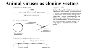 Animal viruses as cloning vectors
 