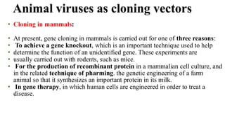 • Cloning in mammals:
• At present, gene cloning in mammals is carried out for one of three reasons:
• To achieve a gene knockout, which is an important technique used to help
• determine the function of an unidentified gene. These experiments are
• usually carried out with rodents, such as mice.
• For the production of recombinant protein in a mammalian cell culture, and
in the related technique of pharming. the genetic engineering of a farm
animal so that it synthesizes an important protein in its milk.
• In gene therapy, in which human cells are engineered in order to treat a
disease.
Animal viruses as cloning vectors
 