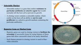 • Selectable Marker
– Selectable marker is a gene that confers resistance to
particular antibiotics or selective agent that would
normally kill the host cell or prevent its growth.
– A cloning vector contains a selectable marker, which
confer on the host cell an ability to survive and
proliferate in a selective growth medium containing the
particular antibiotics.
• Reporter Gene or MarkerGene
– Reporter genes are used in cloning vectors to facilitate the
screening of successful clones by using features of these
genes that allow successful clone to be easily identified.
– Such feature present in cloning vectors is used in blue-
white selection.
 