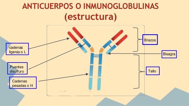 tipos de cadenas ligeras anticuerpos el sistema inmunitario 1 186 bach tipos de cadenas ligeras anticuerpos el sistema inmunitario 1 186 bach