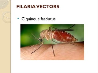 FILARIAVECTORS
 C.quinque fasciatus
 