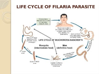 LIFE CYCLE OF FILARIA PARASITE
 