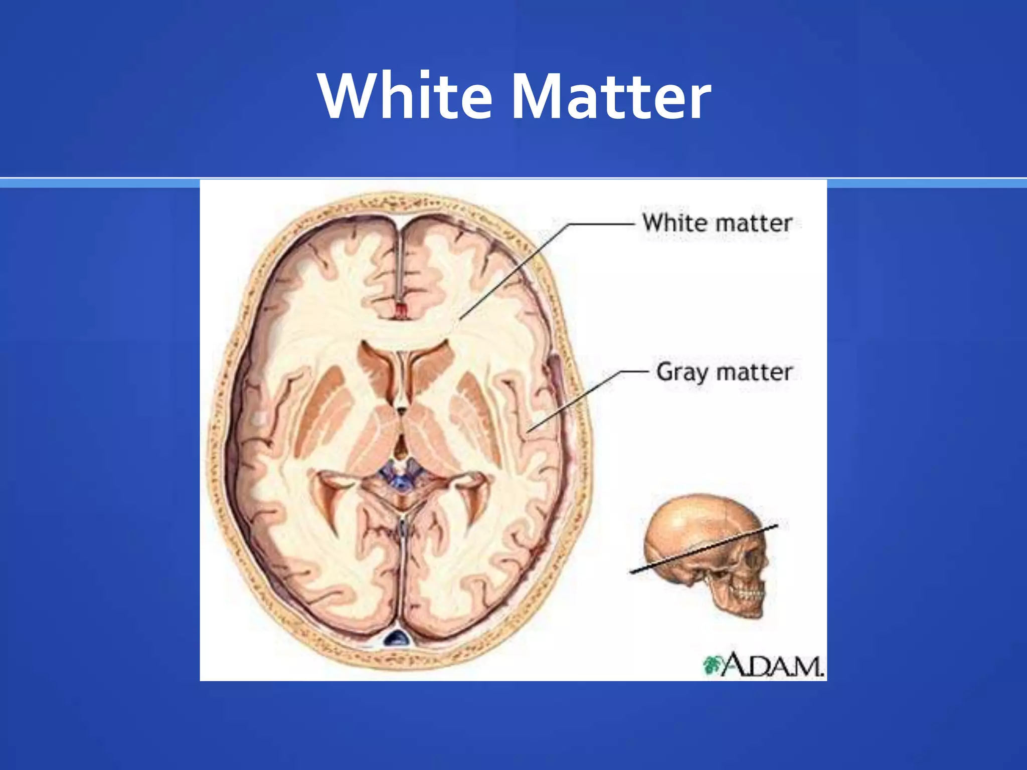 White Matter