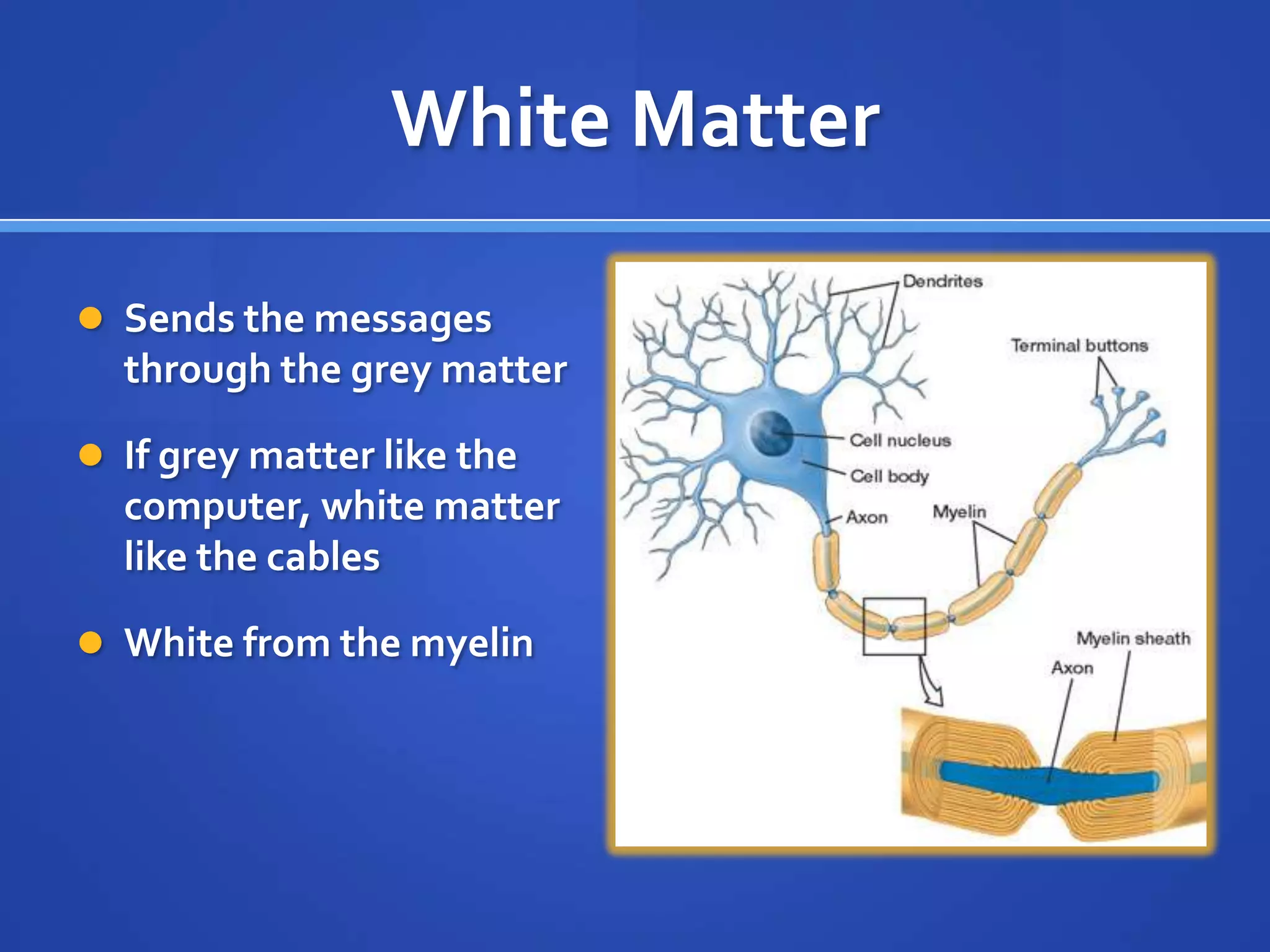 White MatterSends the messages through the grey matterIf grey matter like the computer, white matter like the cablesWhite from the myelin