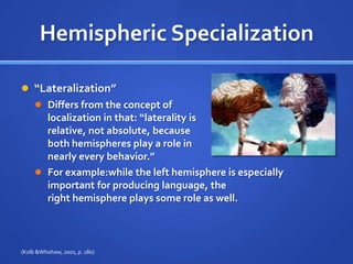 Hemispheric Specialization“Lateralization”Differs from the concept of localization in that: “laterality is relative, not absolute, because both hemispheres play a role in nearly every behavior.”For example:while the left hemisphere is especially important for producing language, the right hemisphere plays some role as well.(Kolb & Whishaw, 2001, p. 180)