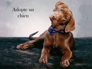 Adopte un chien 