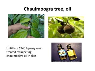 Chaulmoogra tree, oil
Until late 1940 leprosy was
treated by injecting
chaulmoogra oil in skin
 