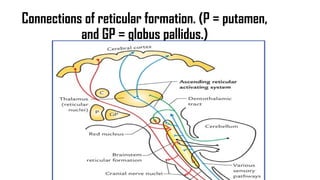 NEUOANATOMY-LIMBIC HISTOLOGY AND ANATOMY | PPTX