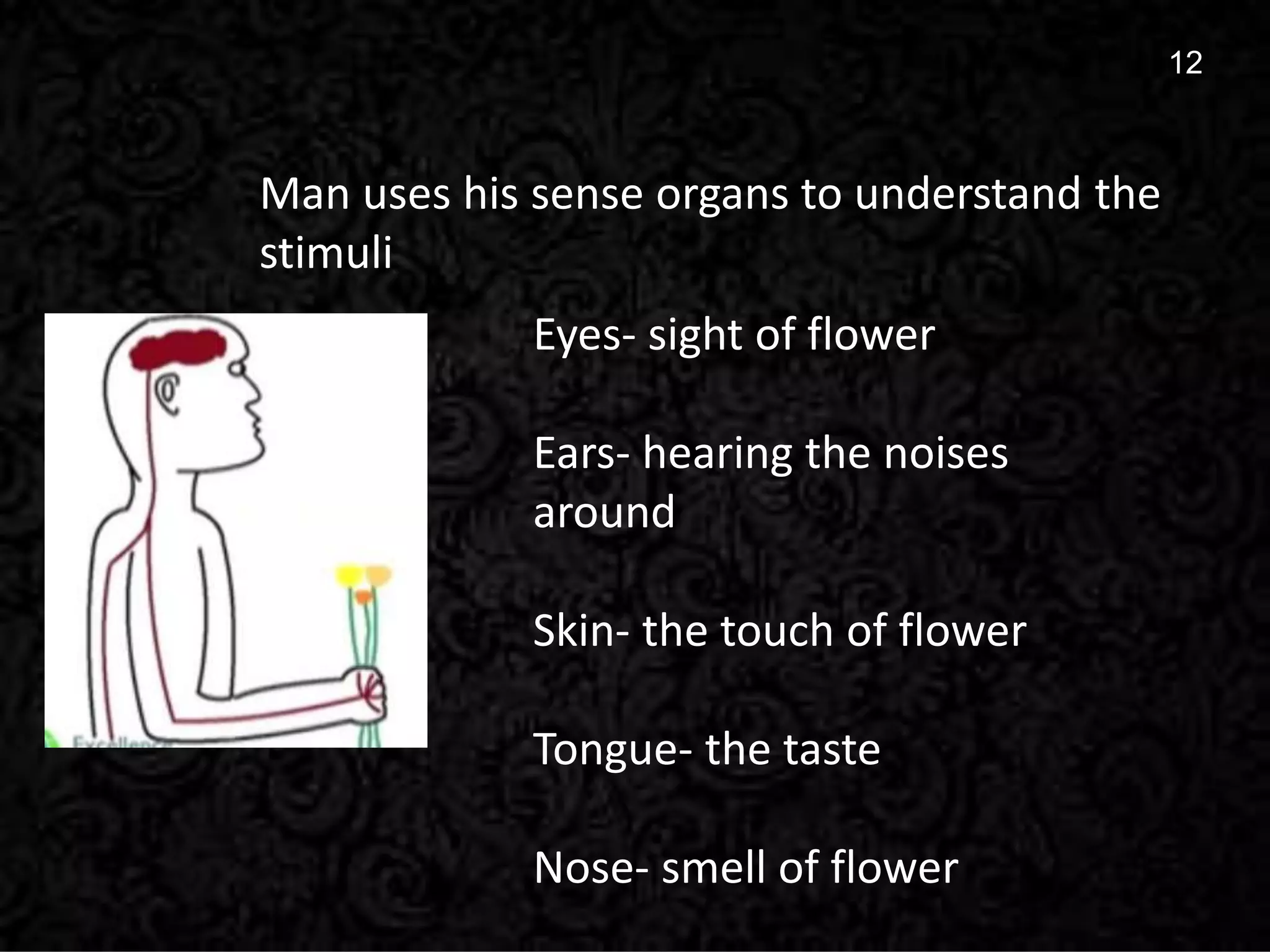 12
12
Man uses his sense organs to understand the
stimuli
Eyes- sight of flower
Ears- hearing the noises
around
Skin- the touch of flower
Tongue- the taste
Nose- smell of flower
 