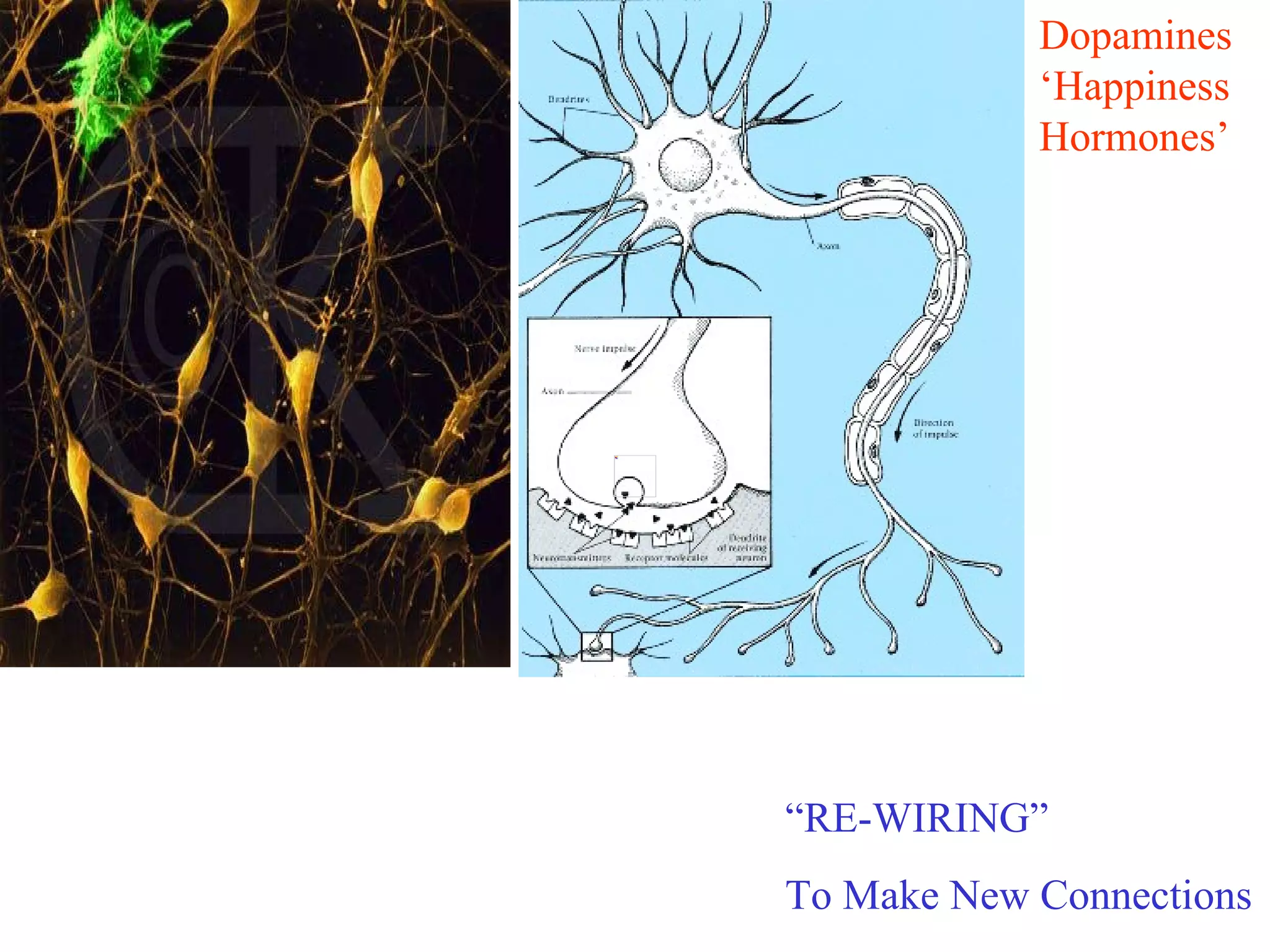 “ RE-WIRING” To Make New Connections Dopamines ‘Happiness Hormones’ 