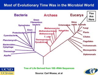 Most of Evolutionary Time Was in the Microbial World Source: Carl Woese, et al Tree of Life Derived from 16S rRNA Sequences You Are Here 