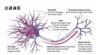 신경세포
 