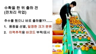 수확을 한 뒤 출하 전
(전처리 작업)
추수를 했으니 바로 출하를??……
1. 품종을 선별, 일정한 크기 분류
2. 이력추적용 바코드 부착/표시
 