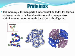 Proteínas
 Polímeros que forman parte fundamental de todos los tejidos
  de los seres vivos. Se han descrito como los compuestos
  químicos mas importantes de los sistemas biológicos.
 