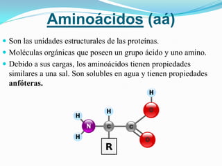 Aminoácidos (aá)
 Son las unidades estructurales de las proteínas.
 Moléculas orgánicas que poseen un grupo ácido y uno amino.
 Debido a sus cargas, los aminoácidos tienen propiedades
  similares a una sal. Son solubles en agua y tienen propiedades
  anfóteras.
 