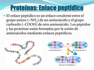 Proteínas: Enlace peptídico
 El enlace peptídico es un enlace covalente entre el
 grupo amino (–NH2) de un aminoácido y el grupo
 carboxilo (–COOH) de otro aminoácido. Los péptidos
 y las proteínas están formados por la unión de
 aminoácidos mediante enlaces peptídicos.
 
