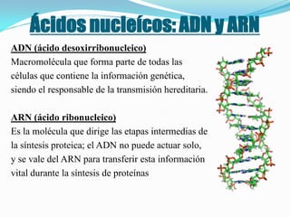 Ácidos nucleícos: ADN y ARN
ADN (ácido desoxirribonucleico)
Macromolécula que forma parte de todas las
células que contiene la información genética,
siendo el responsable de la transmisión hereditaria.

ARN (ácido ribonucleico)
Es la molécula que dirige las etapas intermedias de
la síntesis proteica; el ADN no puede actuar solo,
y se vale del ARN para transferir esta información
vital durante la síntesis de proteínas
 