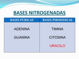 BASES NITROGENADAS
BASES PÚRICAS   BASES PIRIMIDICAS


  ADENINA            TIMINA

  GUANINA          CITOSINA

                    URACILO
 