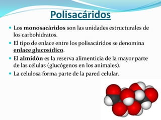 Polisacáridos
 Los monosacáridos son las unidades estructurales de
  los carbohidratos.
 El tipo de enlace entre los polisacáridos se denomina
  enlace glucosídico.
 El almidón es la reserva alimenticia de la mayor parte
  de las células (glucógenos en los animales).
 La celulosa forma parte de la pared celular.
 