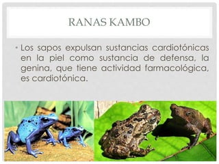 RANAS KAMBO
• Los sapos expulsan sustancias cardiotónicas
en la piel como sustancia de defensa, la
genina, que tiene activ...
