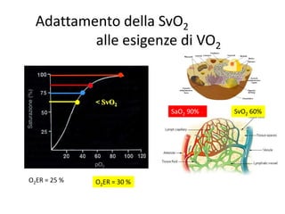 Adattamento della SvO2 
alle esigenze di VO2 
< SvO2 
SaO2 100% SvO2 6705% 
O2ER = 25 % O2ER = 30 % 
90% 
 
