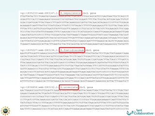 >gi|1835233|emb|Z83147.1| S.nepaulensis rbcL gene TTATTATACTCCTGAATAYGAAACCAAAGATACTGATATCTTGGCAGCATTCCGAGTAACTGCTCAGCCT GGAGTTCCACCCGAAGAAGCGGGGGCCGCGGTAGCTGCGGAATCTTCTACTGGTACATGGACAACTGTGT GGACCGATGGACTTACTAACCTTGATCGTTACAAAGGGCGATGCTACAACATAGAGCCCGTTGCTGGAGA AGAAAATCAATTTATTGCTTATGTAGCTTATCCTTTAGACCTTTTTGAAGAAGGTTCTGTTACTAACATG TTTACTTCCATTGTGGGTAATGTATTTGGGTTCAAAGCCCTGCGCGCTCTACGTCTGGAAGATCTGCGAA TCCCTACTGCGTATTGTAAAACTTTCCAAGGACCGCCTCATGGGATCCAAGTTGAAAGAGATAAATTGAA CAAGTATGGTCGTCCCTTGCTGGGATGTACTATTAAACCTAAATTGGGGTTATCGGCTAAAAACTACGGT AGAGCAGTTTATGAATGTCTACGCGGTGGGCTTGATTTTACCAAAGATGATGAGAACGTGAACTCCCAAC CATTTATGCGTTGGAGAGACCGTTTCGTATTTTGTGCCGAAGCAATTTTTAAAGCACAGTCTGAAACAGG TGAAATCAAAGGGCATTACTTGAATGCTACTGCAGGTACATGTGAAGAAATGATGAAAAGGGCTATATTT >gi|1835227|emb|Z83136.1| S.foetidissimum rbcL gene AAGTGTTGGATTCAAAGCGGGTGTTAAAGATTACAAATTGACTTATTATACTCCTGACTATGAAACCAAA GATACTGATATCTTGGCAGCATTCCGAGTAACTCCTCAACCTGGAGTTCCACCTGAAGAAGCAGGGGCCG CGGTAGCTGCCGAATCTTCTACTGGTACATGGACAACTGTGTGGACCGATGGACTTACTAGCCTTGATCG TTACAAAGGGCGATGCTACCACATCGAGCCCGTNGCTGGAGAAGAAAATCAATATATTGCTTATGTAGCT TATCCTTTAGACCTYTTTGAAGAAGGTTCTGTTACTAATATGTKNACTTCCATTGTGGGGAATGTATTTG GGTTCAAAGCCCTGCGTGCTTTACGTCTGGAAGATCTGCGAATCCCTCCTGCGTATTCTAAAACTTTCCA AGGACCGCCTCATGGCATCCAAGTTGAAAGAGATAAATTGAACAAGTACGGTCGTCCCCTGTTGGGATGT ACTATTAAACCTAAATTGGGGTTATCTGCTAAAAACTACGGTAGAGCGGTTTATGAATGTCTCCGCGGTG GACTTGATTTTACCAAAGATGATGAGAACGTGAACTCCCAACCATTTATGCGTTGGAGAGATCGTTTCTT ATTTTGTGCCGAAGCACTTTATAAAGCACAGGCTGAAACAGGTGAAATCAAAGGGCATTACTTGAATGCT >gi|1834456|emb|Z83132.1| G.urceolata rbcL gene AACTAAAGCGGGTGTTGGATTCAAAGCGGGTGTTAAAGATTACAAATTAACTTATTATACTCCTGACTAT GAAACCAAAGATACTGATATCTTGGCAGCATTCCGAGTAACTCCTCAACCTGGAGTTCCACCTGAAGAAG CGGGGGCCGCCGTAGCTGCCGAATCCTCCACTGGTACATGGACAACTGTGTGGACCGACGGACTTACTAG CCTTGATCGTTACAAAGGGCGATGCTACCACATCGAGCCCGTGGCTGGAGAAGAAAATCAATTTATTGCT TATGTAGCTTACCCTTTAGACCTTTTTGAAGAAGGTTCTGTTACTAACATGTTTACTTCCATTGTGGGTA ATGTATTTGGGTTCAAAGCCCTGCGCGCTCTACGTCTGGAAGATCTGCGAATCCCTGTTGCGTATGCTAA AACTTTCCAAGGGCCGCCTCATGGCATCCAAGTTGAAAGAGATAAATTGAATAAGTATGGTCGTCCCCTG 