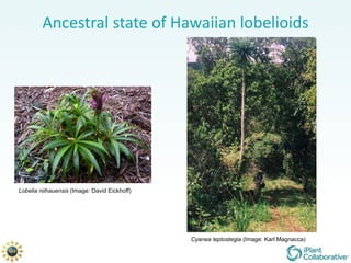 Ancestral state of Hawaiian lobelioids Lobelia niihauensis  (Image: David Eickhoff) Cyanea leptostegia  (Image: Karl Magnacca) 