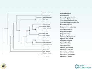 Lobelia kauaensis Lobelia villosa Galeatella gloria-montis Trematolobelia kauaiensis Trematolobelia macrostachys Lobelia hypoleuca Neowimmeria yuccoides Lobelia niihauensis Brighamia insignis Brighamia rockii Delissea rhytidosperma Delissea subcordata Cyanea acuminata Cyanea hirtella Cyanea coriacea Delissea leptostegia Clermontia kakeana Clermontia parviflora Clermontia arborescens Clermontia fauriei 
