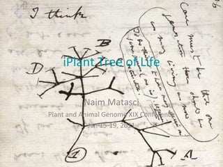 iPlant Tree of Life Naim Matasci Plant and Animal Genome XIX Conference Jan 15-19, 2011 