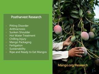 Postharvest Research
• Pitting Disorder
• Anthracnosis
• Sunken Shoulder
• Hot Water Treatment
• Chilling Injury
• Mango Packaging
• Fertigation
• Sustainability
• Ripe and Ready to Eat Mangos
| 31
Mango.org/Research
 