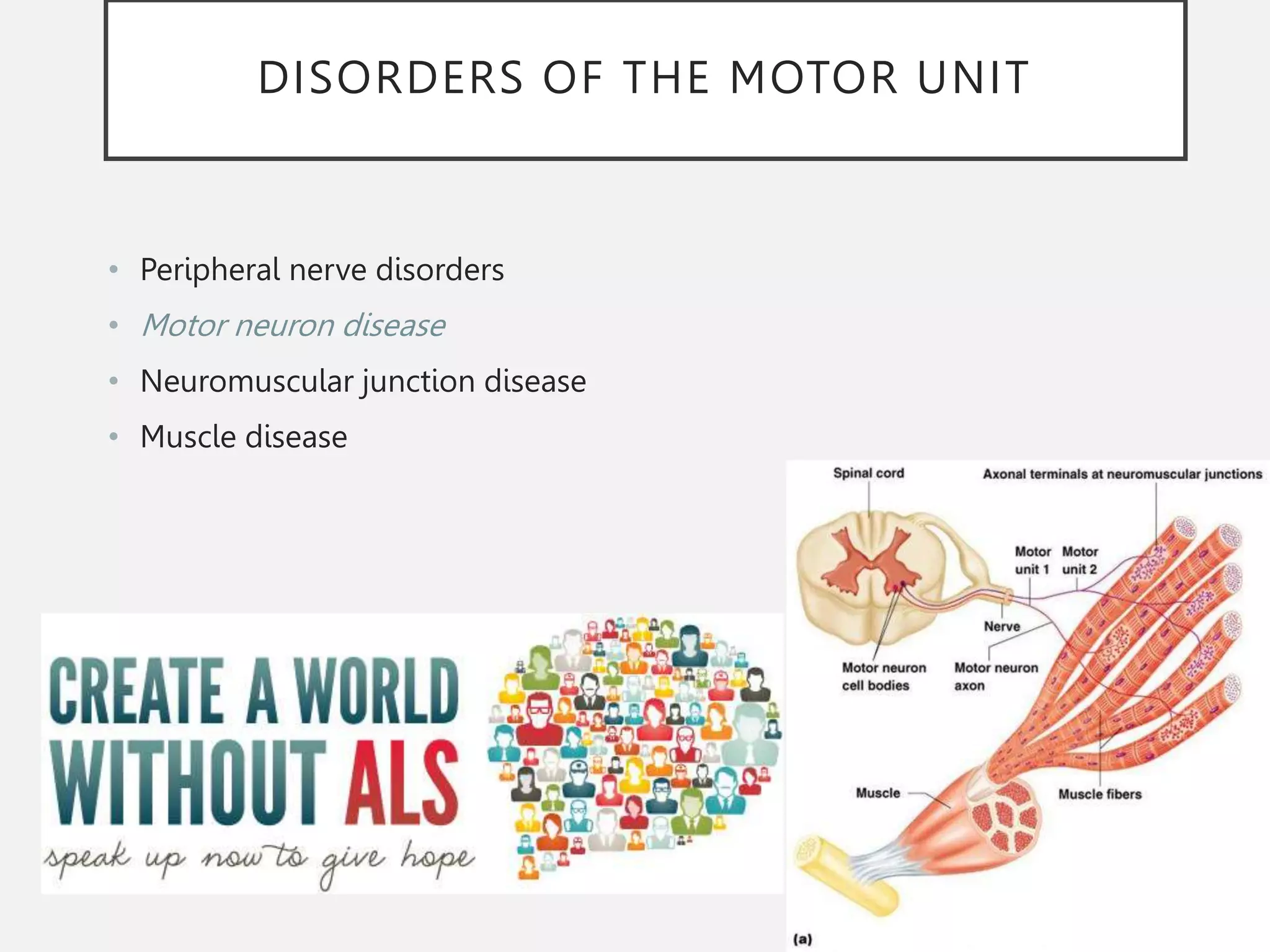 DISORDERS OF THE MOTOR UNIT
• Peripheral nerve disorders
• Motor neuron disease
• Neuromuscular junction disease
• Muscle disease
 
