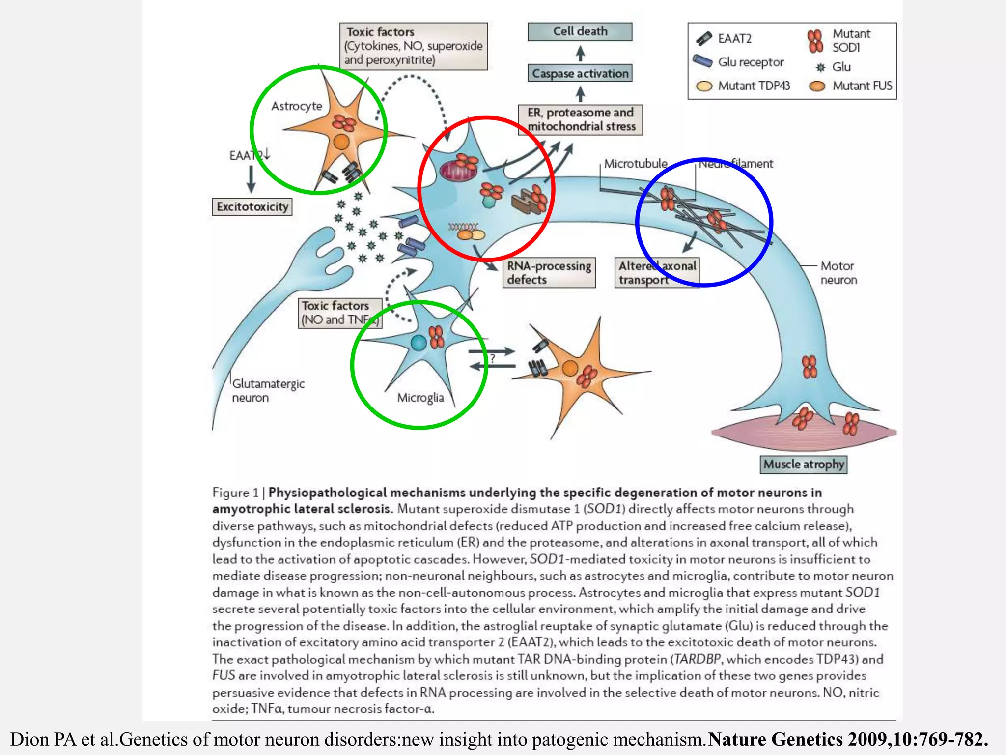 Dion PA et al.Genetics of motor neuron disorders:new insight into patogenic mechanism.Nature Genetics 2009,10:769-782.
 