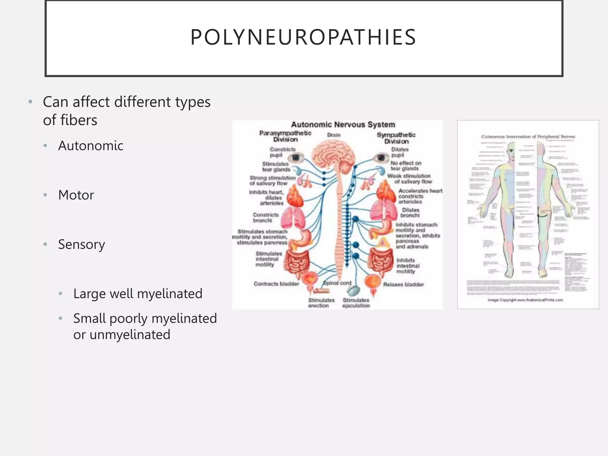 POLYNEUROPATHIES
• Can affect different types
of fibers
• Autonomic
• Motor
• Sensory
• Large well myelinated
• Small poorly myelinated
or unmyelinated
 