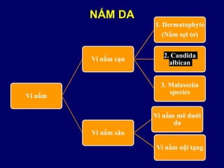 NẤM DA
Vi nấm
Vi nấm cạn
1. Dermatophyte
(Nấm sợi tơ)
2. Candida
albican
3. Malasseiia
species
Vi nấm sâu
Vi nấm mô dưới
da
Vi nấm nội tạng
 